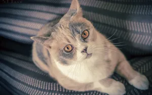 美国短毛猫图片壁纸第1张