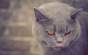 美国短毛猫图片壁纸_2