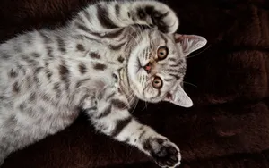 美国短毛猫图片壁纸_4