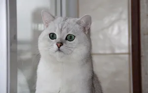 美国短毛猫图片壁纸_5