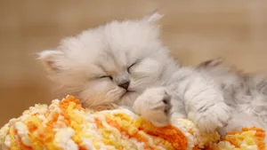 美国短毛猫图片壁纸_6