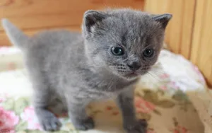 美国短毛猫图片壁纸_10