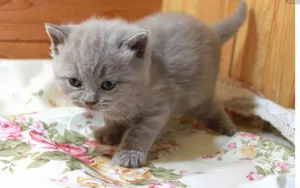 美国短毛猫图片壁纸_11