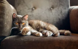 美国短毛猫图片壁纸_12