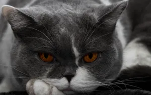 美国短毛猫图片壁纸_13