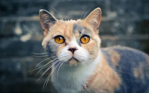 美国短毛猫图片壁纸_14