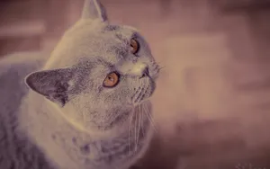 美国短毛猫图片壁纸_15