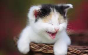 可爱的猫咪电脑壁纸_2