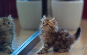 可爱的猫咪电脑壁纸_3