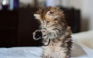 可爱的猫咪电脑壁纸_4