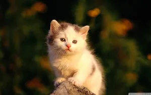 可爱的猫咪电脑壁纸_5