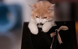 可爱的猫咪电脑壁纸_6