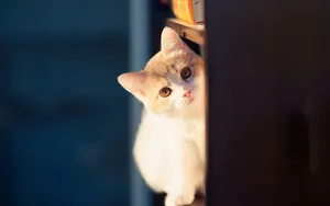 可爱的猫咪电脑壁纸_7