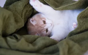 可爱的猫咪电脑壁纸_9