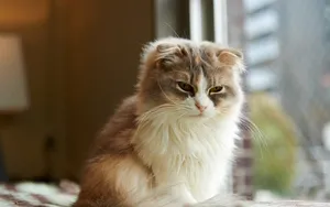 可爱的猫咪电脑壁纸_10