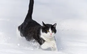 雪地里玩耍的猫咪壁纸_12