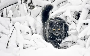 雪地里玩耍的猫咪壁纸_16