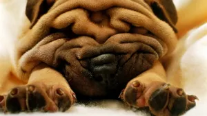 沙皮犬图片桌面壁纸_2