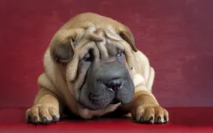 沙皮犬图片桌面壁纸_4