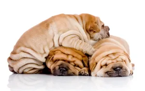 沙皮犬图片桌面壁纸_6