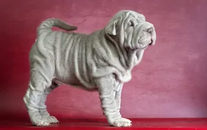 沙皮犬图片桌面壁纸_9