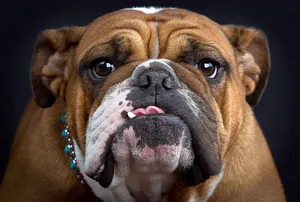 英国斗牛犬图片_2