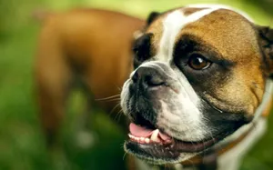 英国斗牛犬图片_3