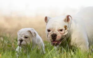 英国斗牛犬图片_6