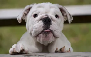 英国斗牛犬图片_7