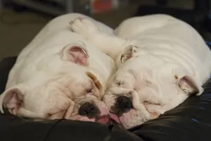 英国斗牛犬图片_8