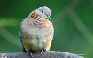 野生动物壁纸_15