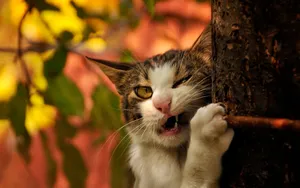 搞怪的小猫壁纸