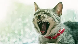 搞怪的小猫壁纸_3