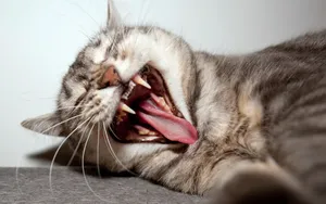 搞怪的小猫壁纸_4