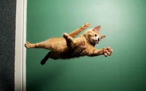 搞怪的小猫壁纸_5