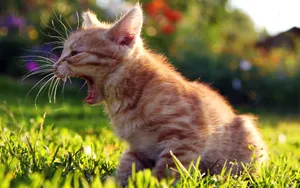 搞怪的小猫壁纸_6