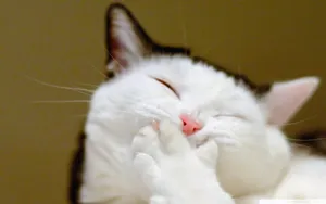 搞怪的小猫壁纸_8