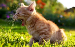 搞怪的小猫壁纸_9