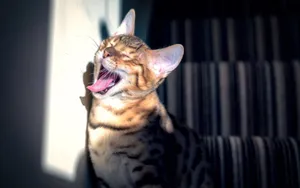 搞怪的小猫壁纸_10