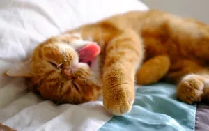 搞怪的小猫壁纸_11