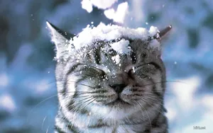 搞怪的小猫壁纸_12