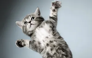 搞怪的小猫壁纸_13