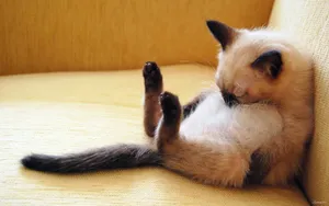 搞怪的小猫壁纸_14
