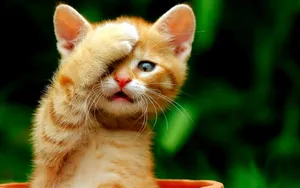 搞怪的小猫壁纸_15