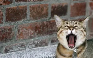 搞怪的小猫壁纸_16