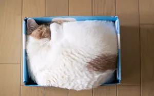 搞怪的小猫壁纸_17