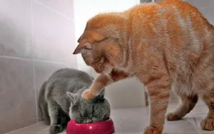 搞怪的小猫壁纸_18