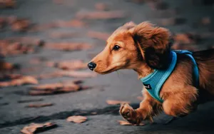 小猎犬腊肠犬图片桌面壁纸