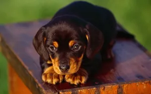 小猎犬腊肠犬图片桌面壁纸_3