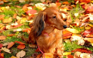 小猎犬腊肠犬图片桌面壁纸_4